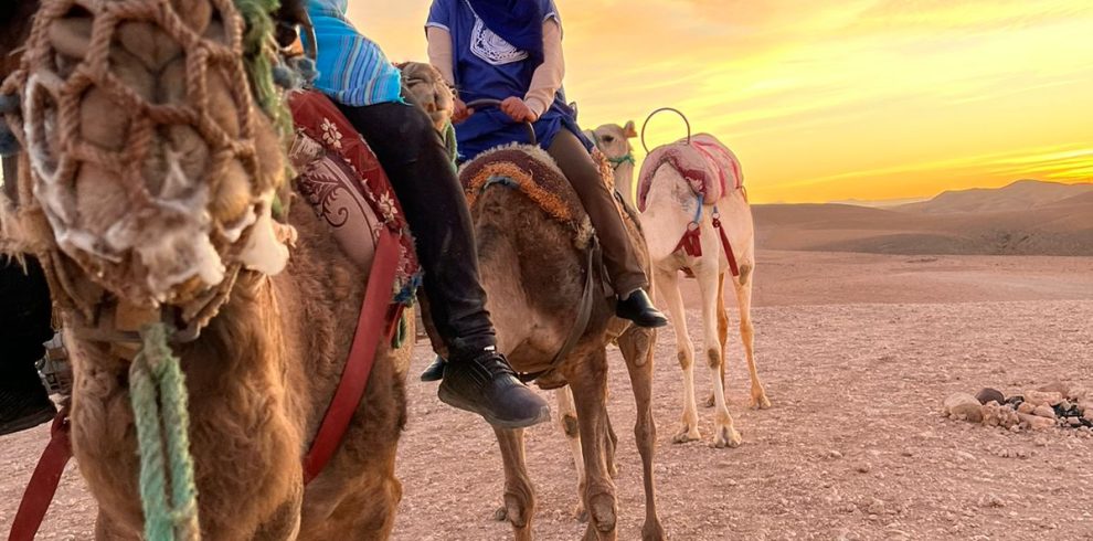 Camel ride in agafay