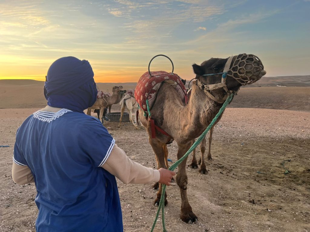 Camel ride in agafay