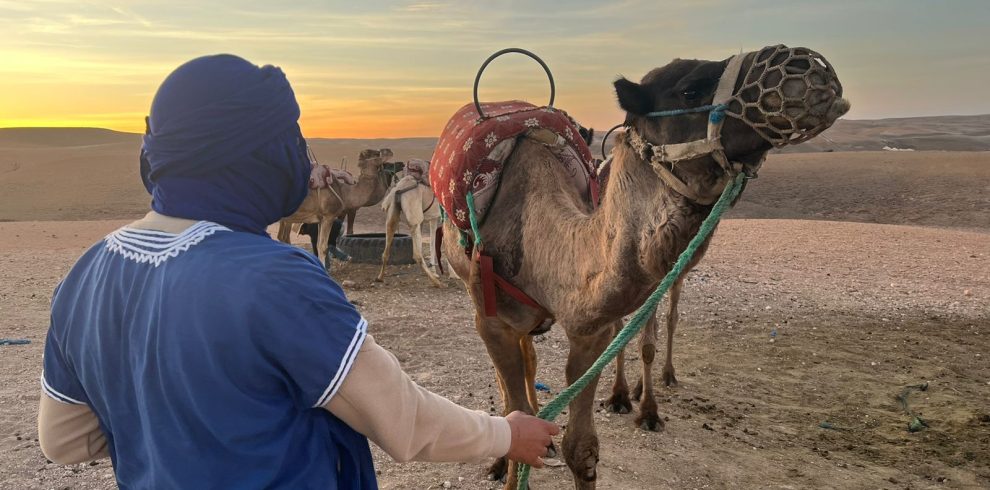 Camel ride in agafay