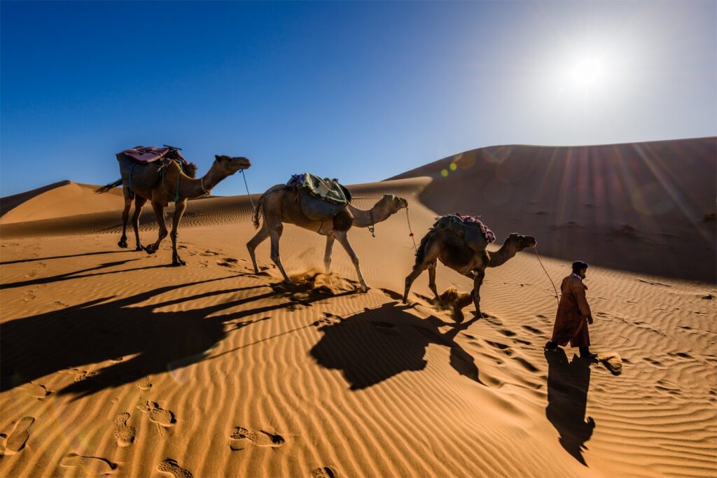camel guiding